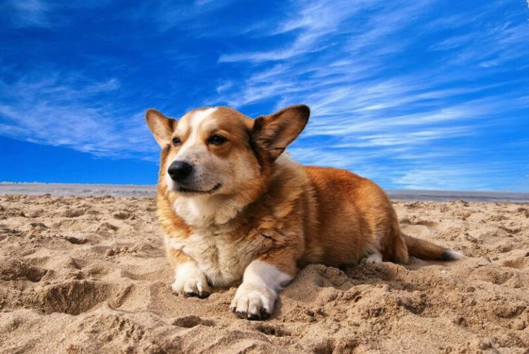 PACMA solicita más playas para perros en España para potenciar el «turismo canino»