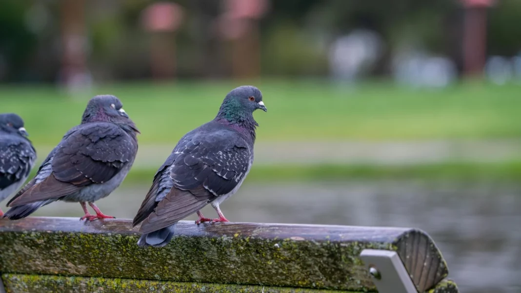 ¿Por qué todas las palomas que ves en la ciudad son grandes? Hay una explicación