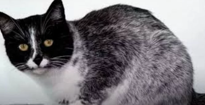 Descubren un nuevo color de gato cuando ya pensabas que era imposible