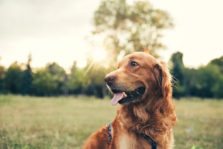 El remedio infalible para quitarle las garrapatas a tu perro