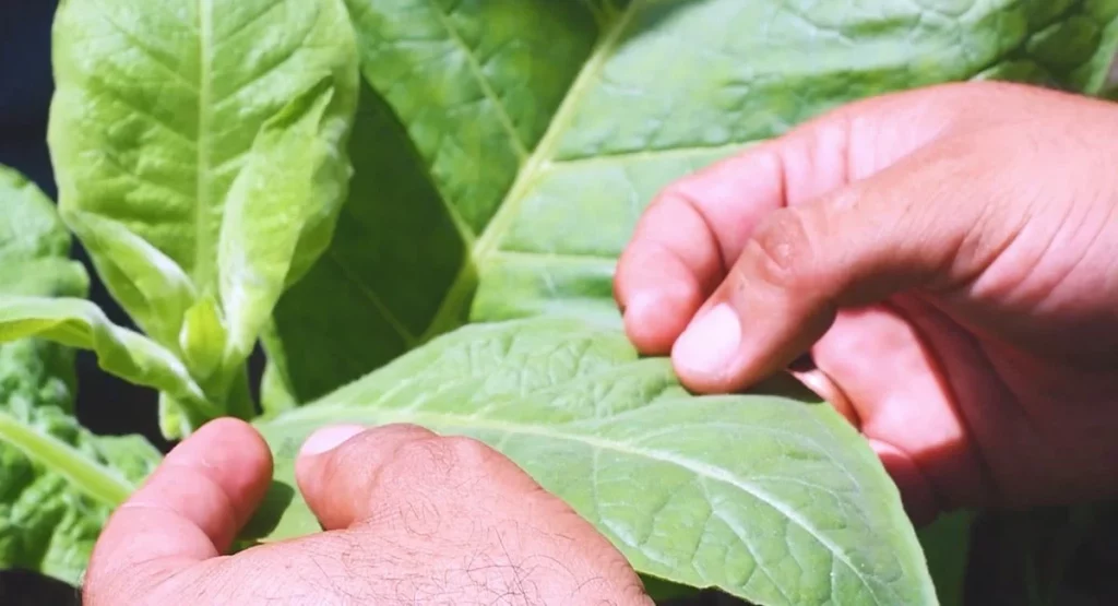 Hojas De Tabaco Y Menta