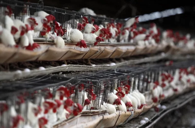 La OMS alerta sobre la gripe aviar H5N2, tras registrarse la primera muerte humana en México