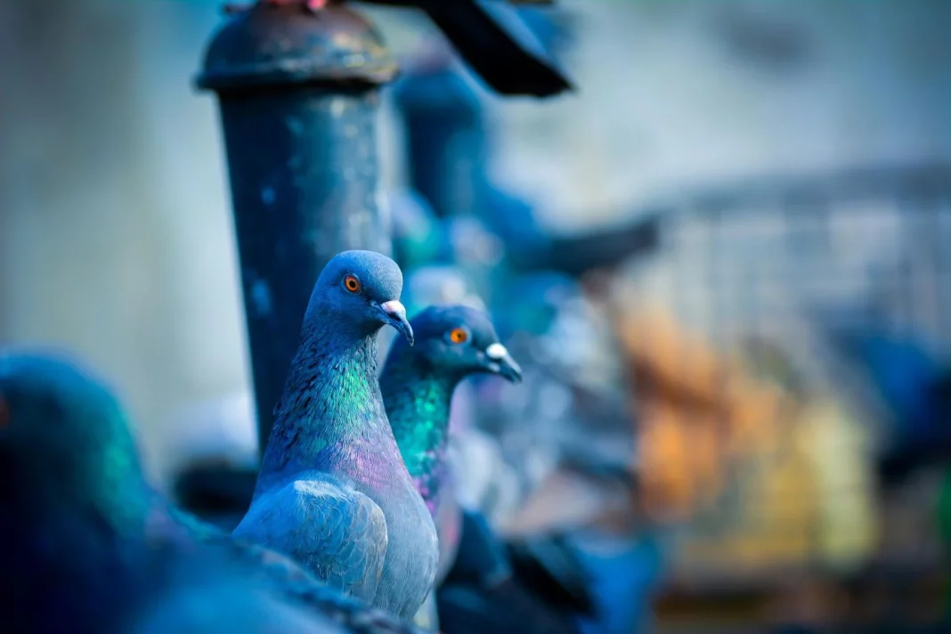 ¿Por qué todas las palomas que ves en la ciudad son grandes? Hay una explicación