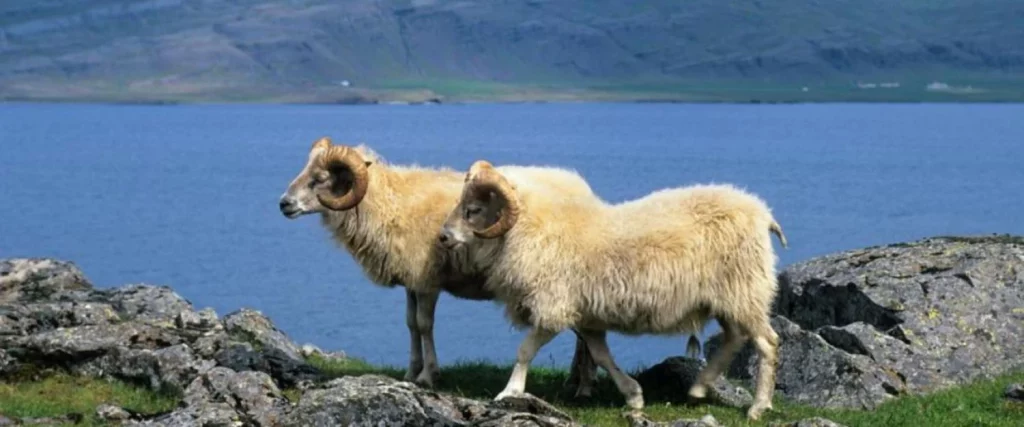 ¿Cómo Se Dio Esta Súper Población De Ovejas En Islandia?