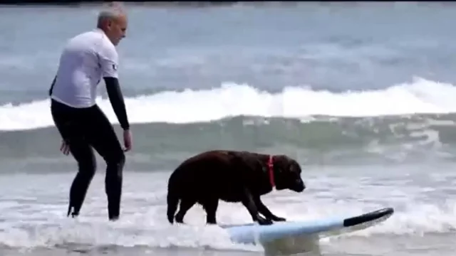 Las Imágenes De Perros Surfeando En Las Playas De Cantabria Causan Revuelo En España