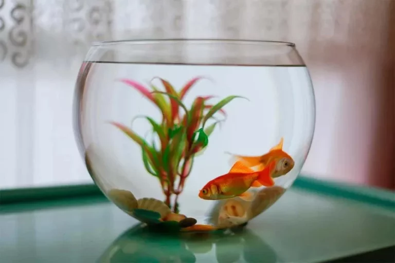 10 consejos esenciales para montar un acuario perfecto en casa