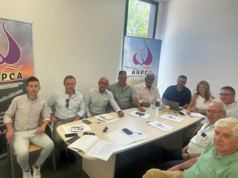 El ajo español 2024 cosecha una temporada «aceptable» según Anpca