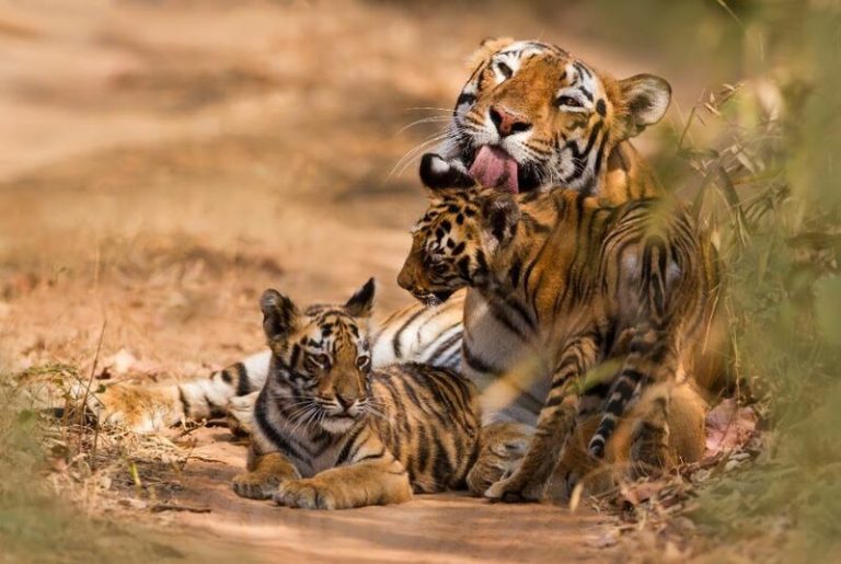 La población de tigres aumentó un 74% en 13 años pero sigue amenazada