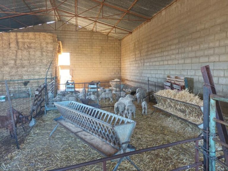 Detenido por el robo de 34 corderos en una explotación ganadera de Dos Torres