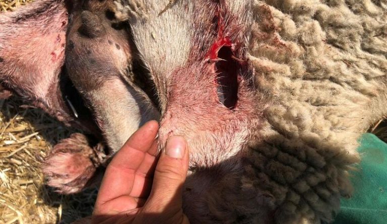 Alerta en Ávila: Feroz asalto de lobos a finca ganadera, saldo fatal de cuatro reses muertas