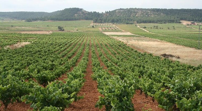 AVA-Asaja prevé precios «históricos» en la uva para cava debido a la escasez por la sequía