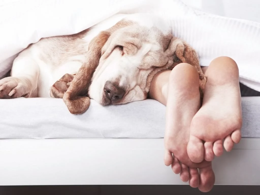 Cómo Mejorar Los Sueños De Nuestras Mascotas
