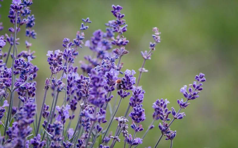 Más allá del verano: el impacto duradero de la lavanda en tu hogar y jardín
