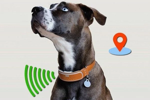 Microchip y collar con GPS: herramientas de protección esenciales