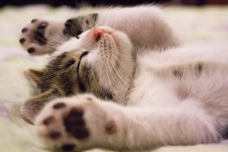 La importancia de la hidratación de gatos en verano