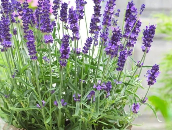 Otros efectos de la lavanda de Aldi