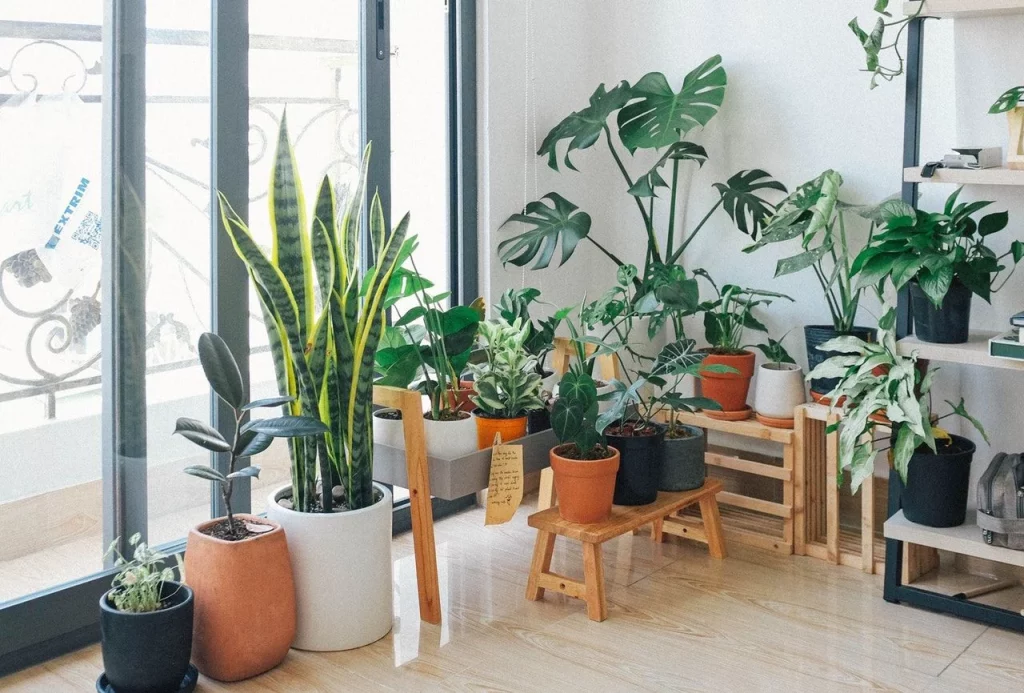Cuidados Esenciales Para Que Tu Pilea Luzca Espectacular