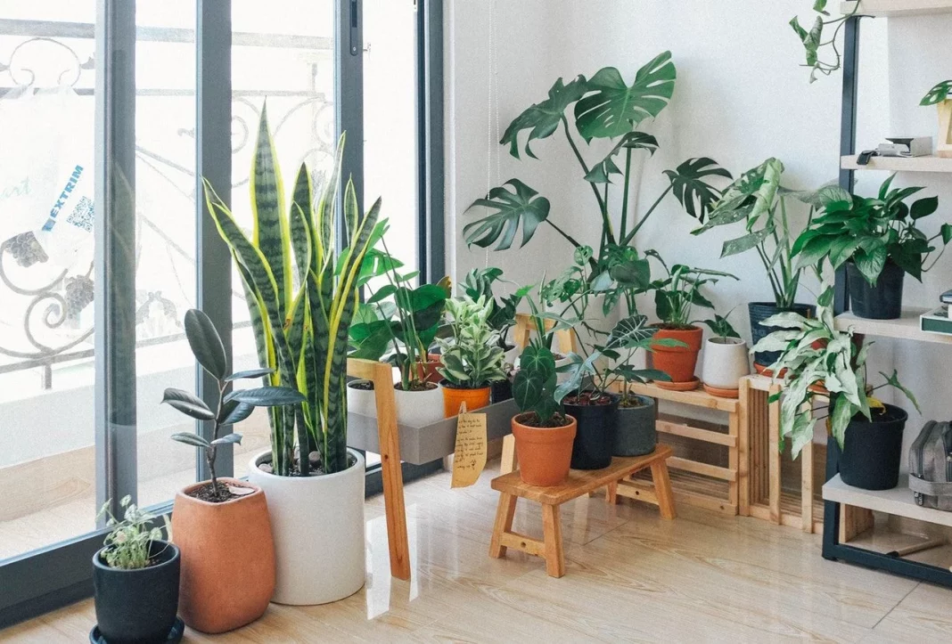 Cuidados esenciales para que tu Pilea luzca espectacular
