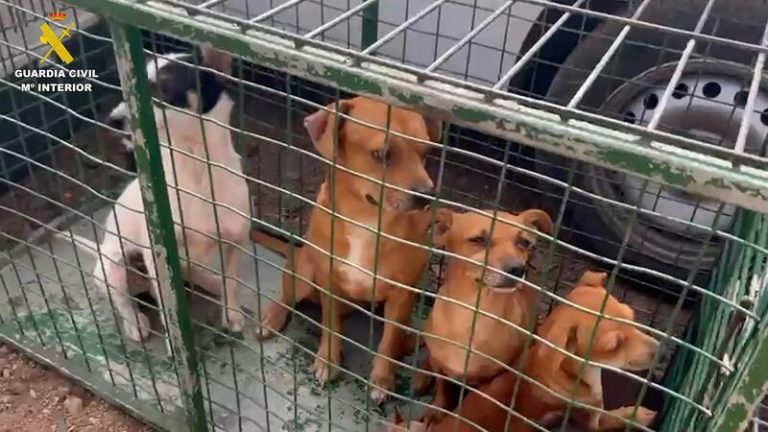 Arrestan a una mujer por mantener un auténtico zoológico en su casa en La Laguna