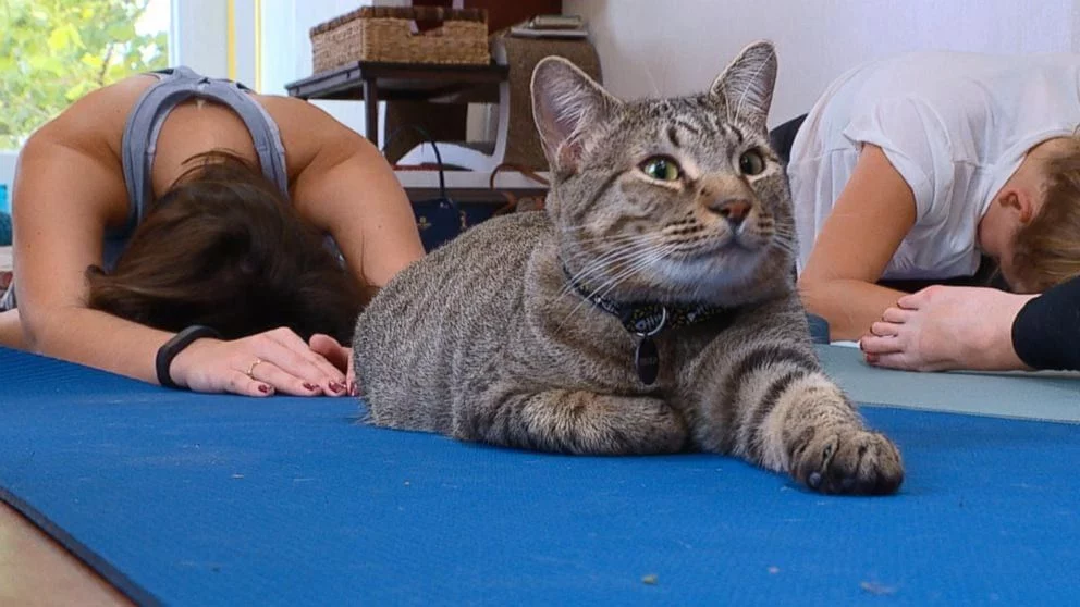 Involucra a tu gato desde el principio