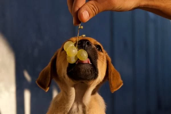 Uvas, pasas y aguacate: alternativas peligrosas