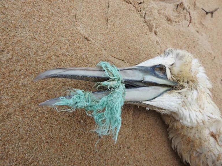 SEO/BirdLife advierte del efecto de la ‘basuraleza’ marina en playas españolas sobre gaviotas, cormoranes y alcatraces