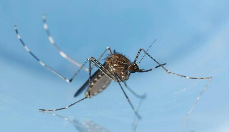 La amenaza del Nilo Occidental se extiende: España registra 56 casos y 5 fallecimientos en 2024