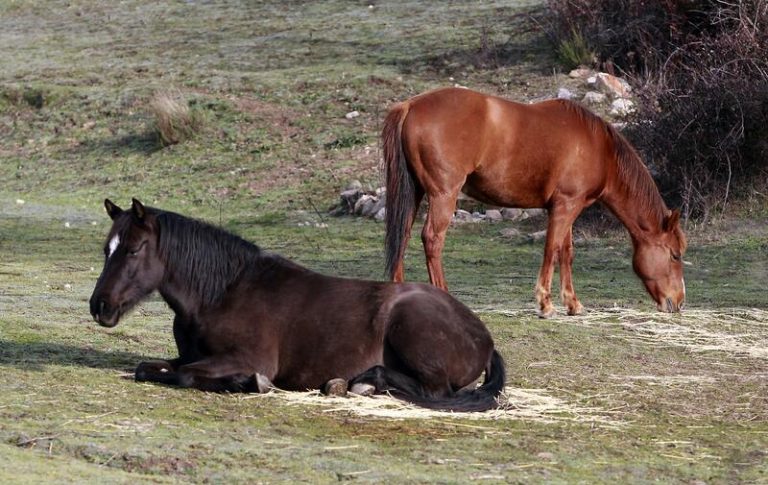 Rociana: El juez cita al acusado por la fatídica colisión que provocó el fallecimiento de una joven con animales sueltos