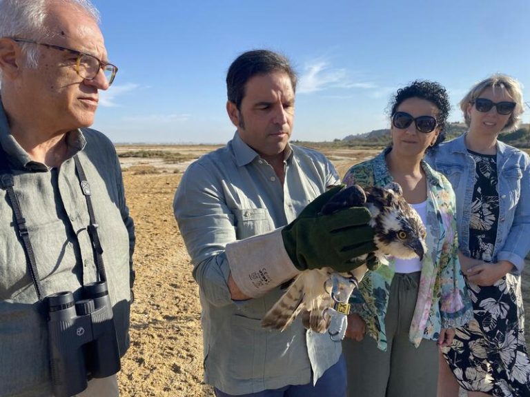 La Junta soltó en Palos un águila pescadora rehabilitada en el CREA de Marismas del Odiel