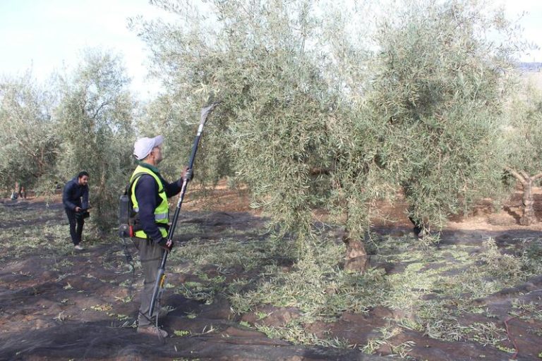Las cooperativas agrarias afirman que son fundamentales para el futuro de la agricultura en la Unión Europea
