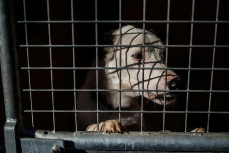 La Fiscalía investigó 1.389 delitos de maltrato animal en 2023