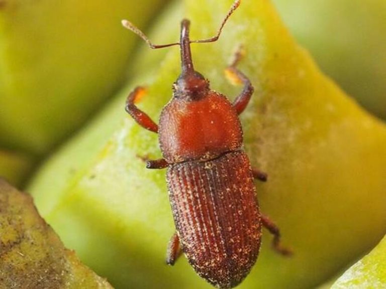 Descubre cómo el calor de algunas plantas les ayuda a atraer insectos