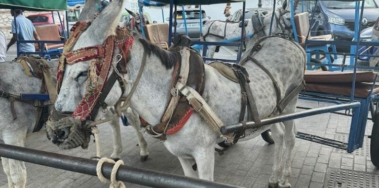 Pacma denuncia por «maltrato animal» contra Ayuntamiento de Mijas y arrieros de burro taxis