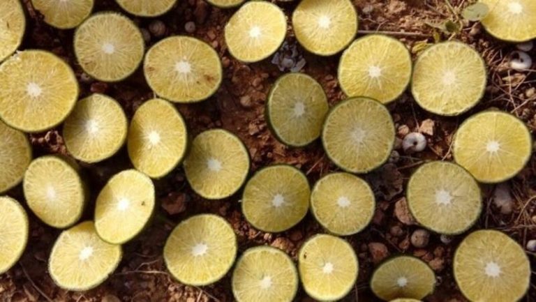 Aprobada la protección europea de las mandarinas del monarca de Marruecos