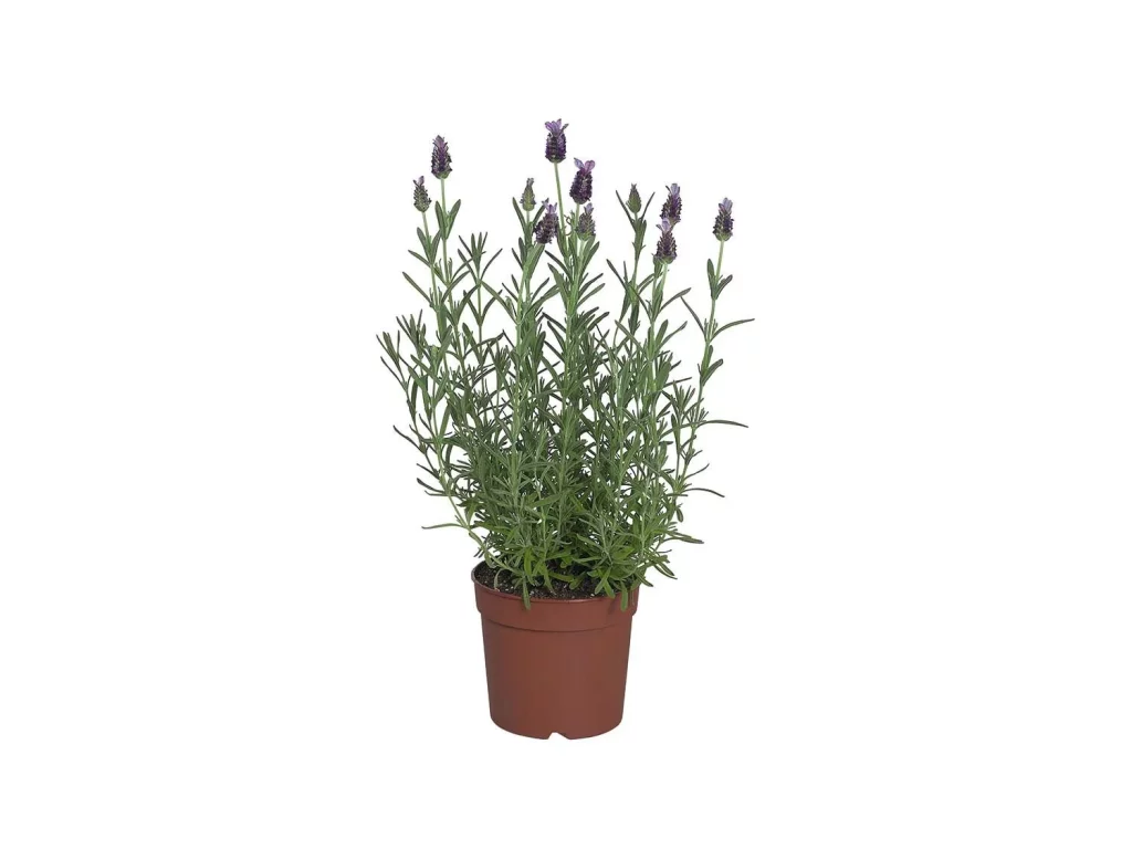 Lidl: Una Joya Floral Por Menos De Cinco Euros