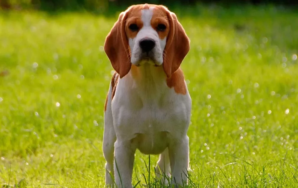 Beagle: La Alegría En Forma De Perro