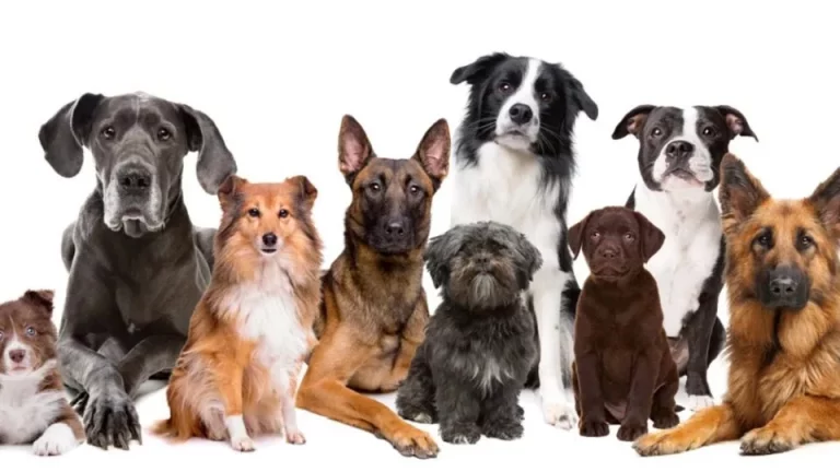 Labrador, Beagle y otras razas de perros populares en 2024
