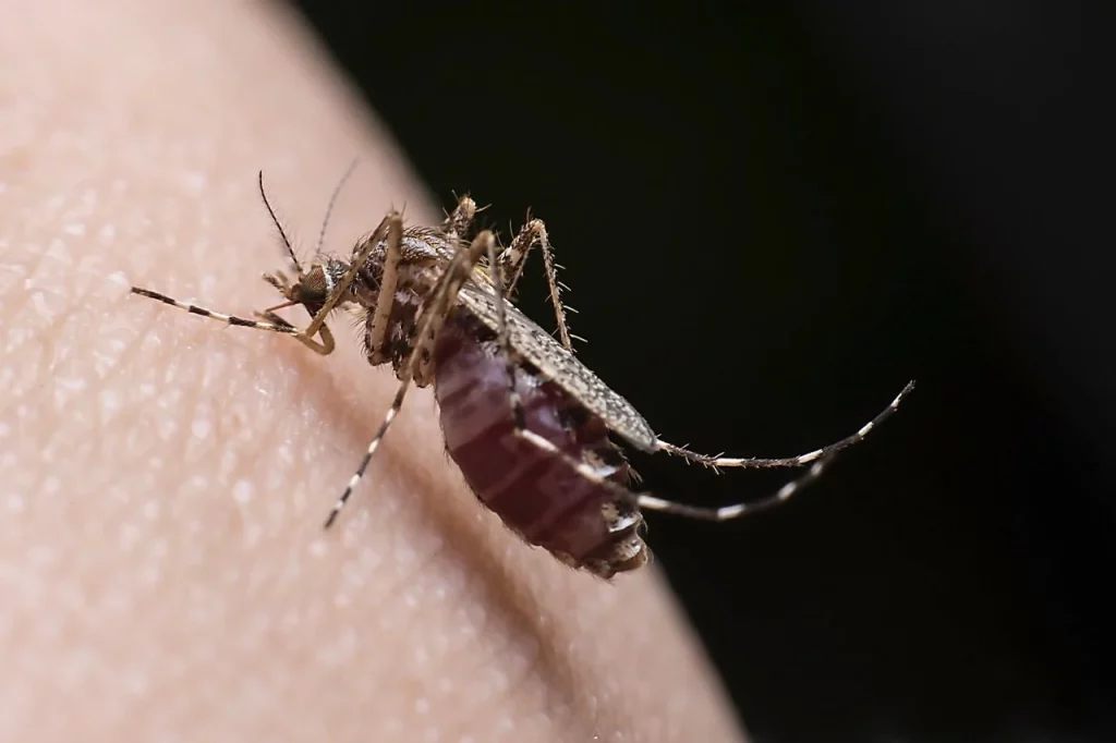 Los Colores De Ropa Que Atraen (Y Repelen) A Los Mosquitos
