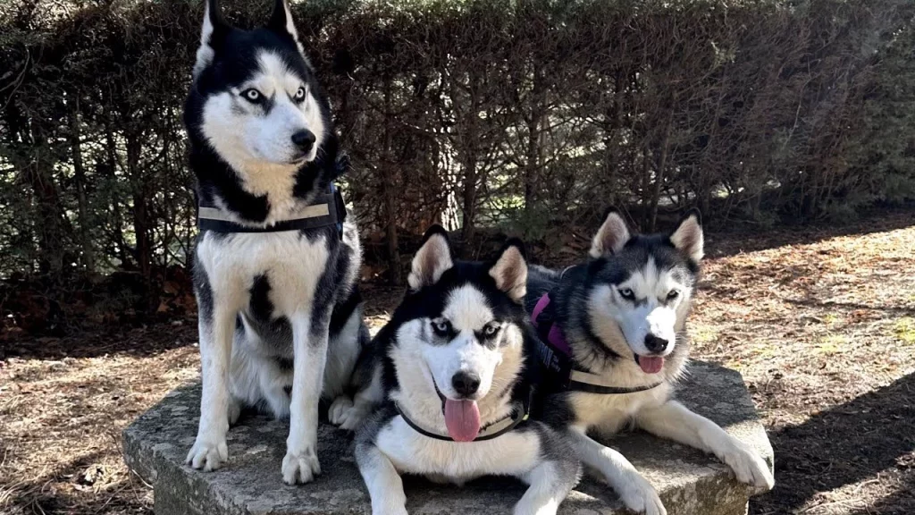 Max The Husky: El Trío Más Divertido De Internet