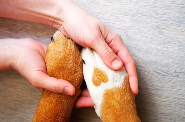 ¿Sabías que también puedes mejorar la salud mental de tu mascota?
