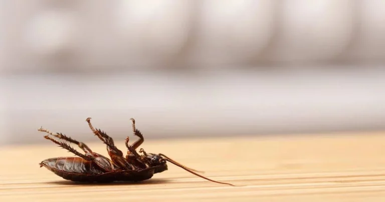 Si te encuentras una cucaracha muerta boca arriba, es importante que sepas algo