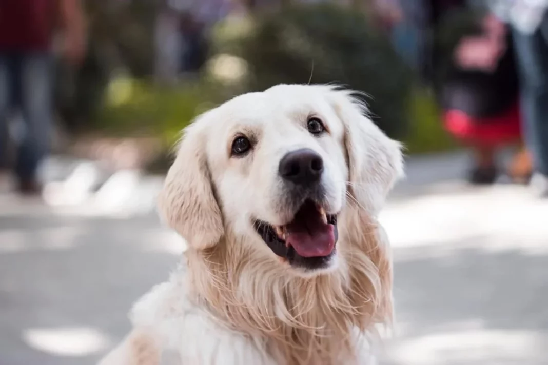 ¿Por qué el calor extremo es tan peligroso para nuestras mascotas?