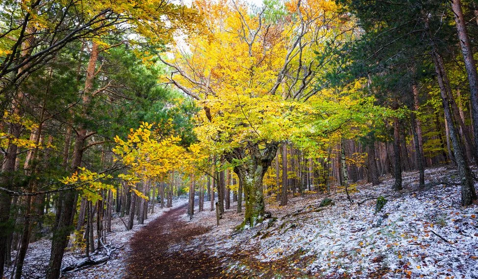 Un espectáculo natural en el Hayedo