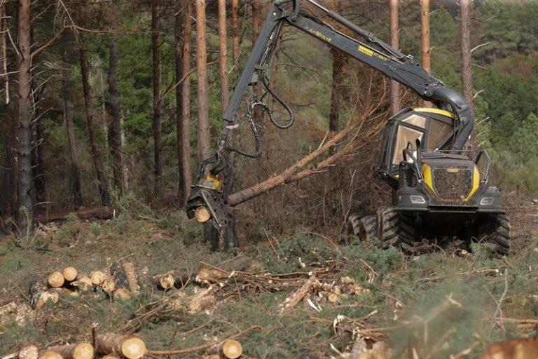 Ingenieros de Montes critica la «restrictiva» ley europea sobre gestión forestal: «No entiende el monte mediterráneo»