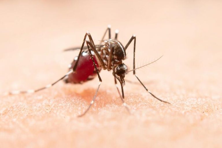 La OMS advierte de aumento de casos de malaria en el mundo