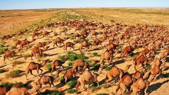 La Llegada De Los Camellos A Australia