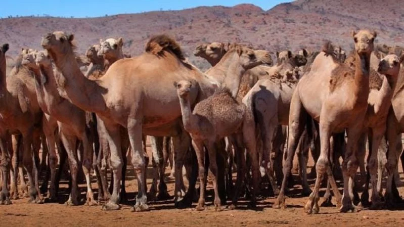 Un País Con Más Camellos Que Sus Propios Nativos