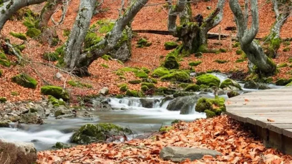 Faedo De Ciñera: El Bosque Mejor Cuidado De España