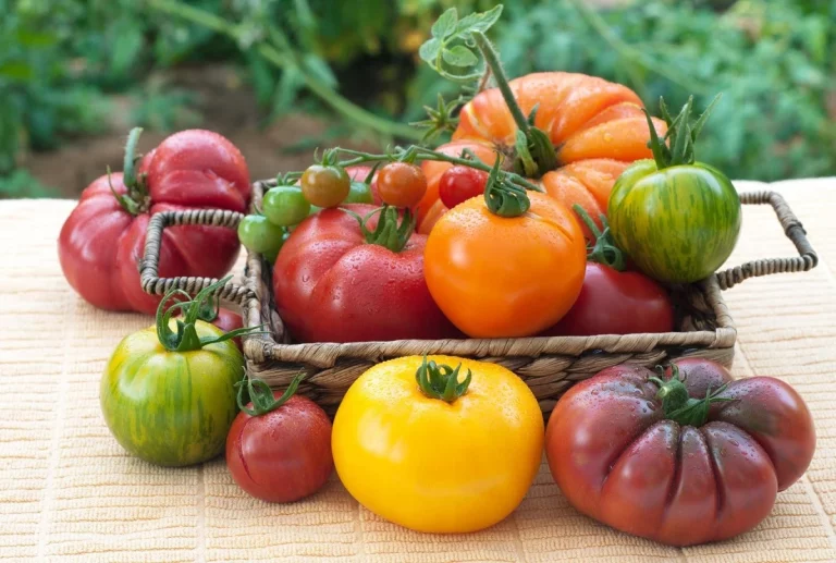 Siembra, cultivo y cuidado de los tomates