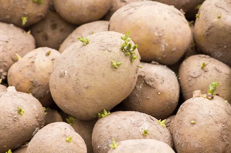 Cuidado con la Chaconina: lo que debes saber sobre las patatas verdes y con brotes